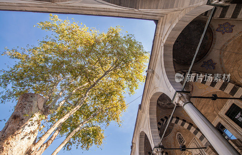 土耳其伊斯坦布尔，蓝色清真寺(Sultanahmet Camii)室内，屋顶上的一棵树。